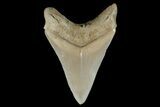 Serrated, Fossil Megalodon Tooth - Aurora, North Carolina #179730-1